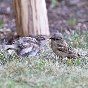 House Sparrow