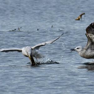 Herring Gull