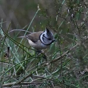 Crested Tit