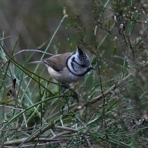 Crested Tit