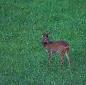 European Roe Deer