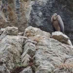 Griffon Vulture