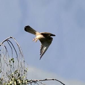 Common Kestrel