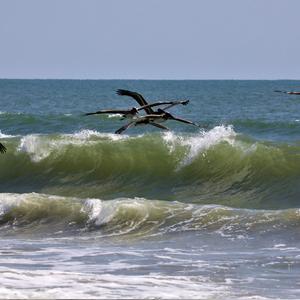 Brown Pelican