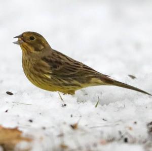 Yellowhammer