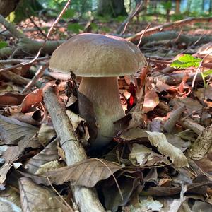 King Bolete