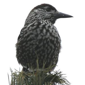 Spotted Nutcracker