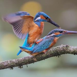 Common Kingfisher