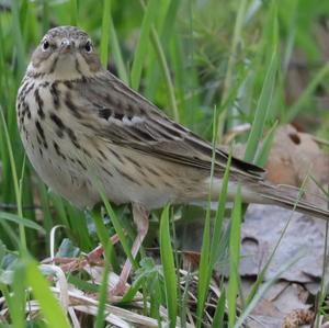 Tree Pipit