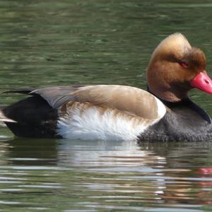 Red-crested Pochard