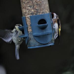 Blue Tit