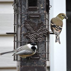 Black-capped Chickadee