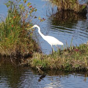 Great Egret