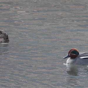 Common Teal