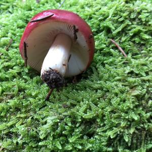 Tall Russula