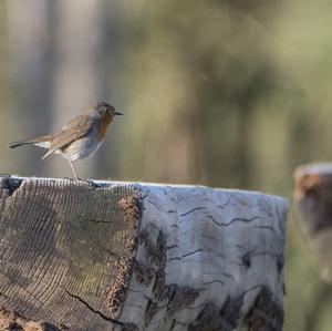 European Robin