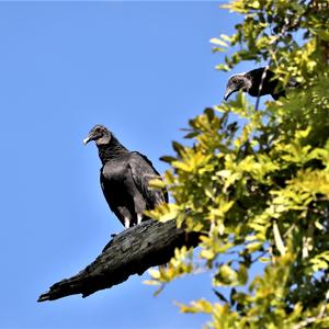 Black Vulture