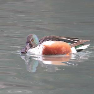 Northern Shoveler