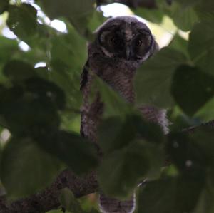 Long-eared Owl