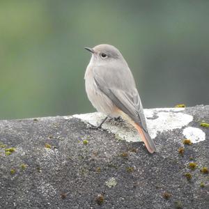 Black Redstart