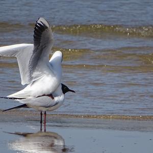 Black-headed Gull