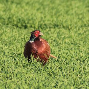 Common Pheasant