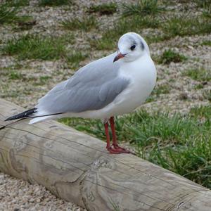 Black-headed Gull