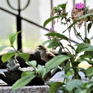 House Sparrow