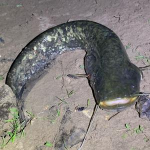 Wels catfish