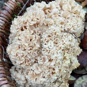 Eastern Cauliflower Mushroom