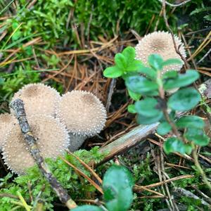 Gem-studded Puffball