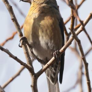 Red Crossbill