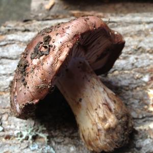 Wood Blewit