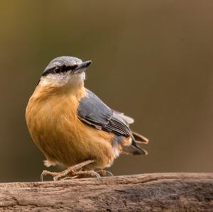 Wood Nuthatch