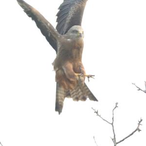 Black Kite