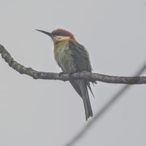 Chestnut-headed Bee-eater