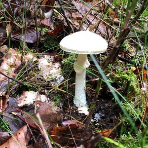 Citron Amanita