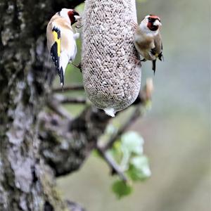 European Goldfinch