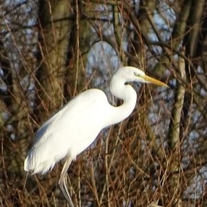 Great Egret