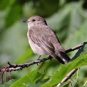 Spotted Flycatcher