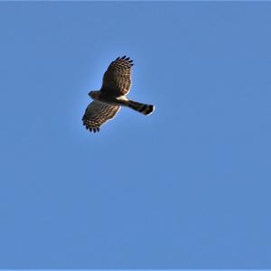 Northern Goshawk