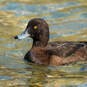 Tufted Duck