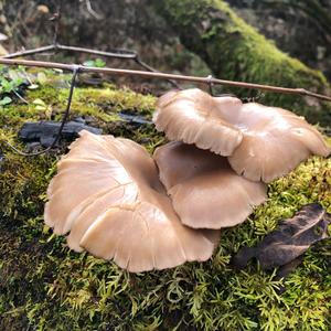 Oyster Mushroom