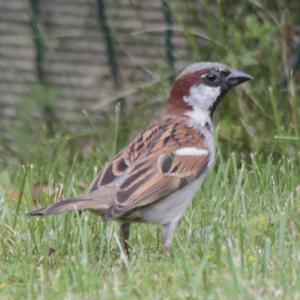 House Sparrow