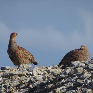 Grey Partridge