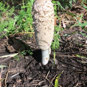 Shaggy Mane