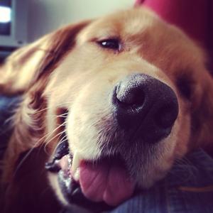 Retriever (Golden)