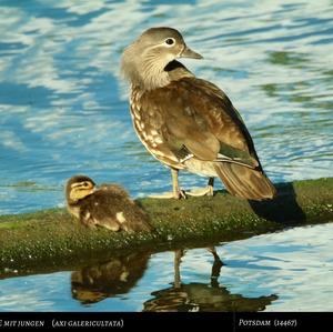 Mandarin Duck