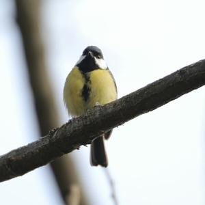 Great Tit