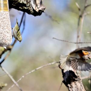 Eurasian Siskin